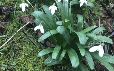 Lessons from the snowdrops